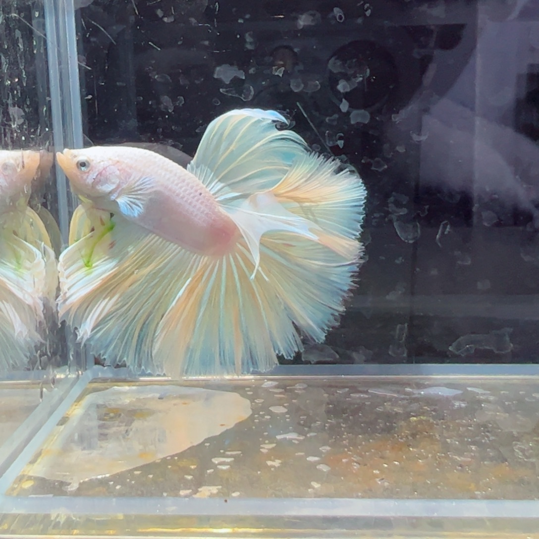 斗鱼浅色特殊尾hhhhh