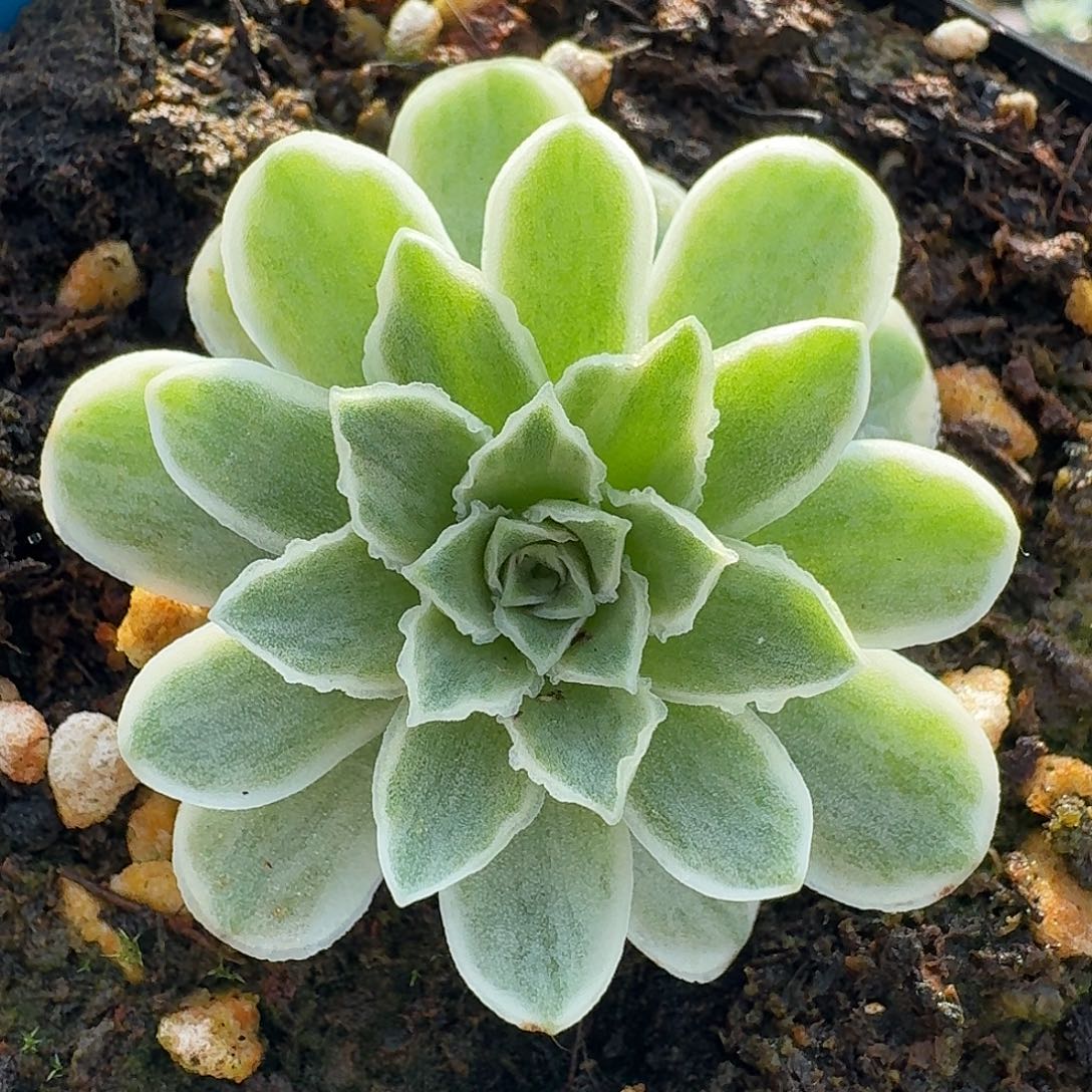 予***এ蕾丝秋夕一物一拍