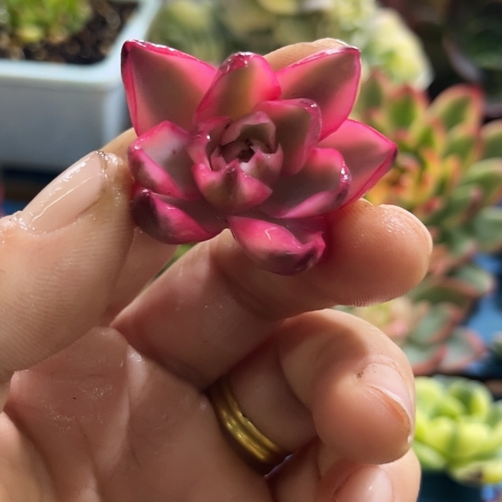 487赫拉腹轮锦无根多肉植物