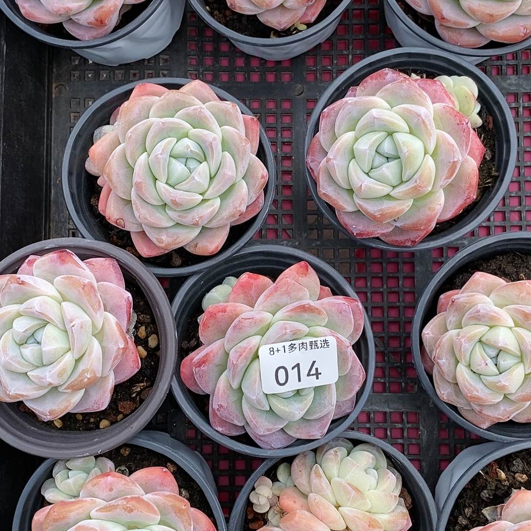 014冰玉单头一组3颗