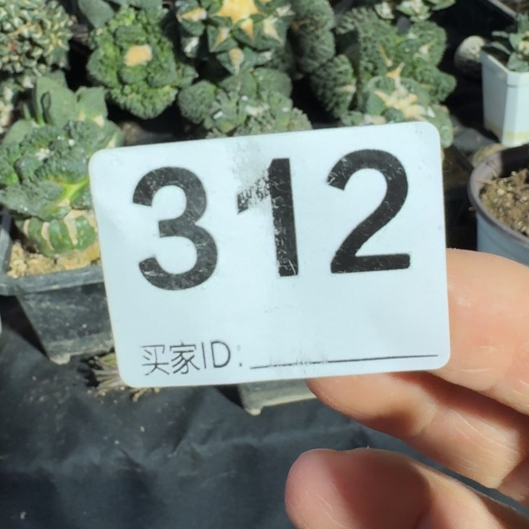 【闪购商品】饕***p三头苗接黑牡丹312