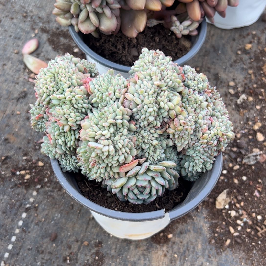 多肉白胖子缀【非偏远地区满18包邮】