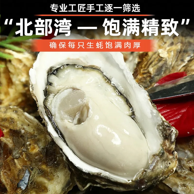 【中蚝】广西北部湾本地白蚝无污染达到生食标准