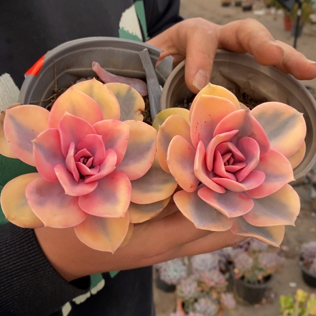 彩虹单头老桩两盆