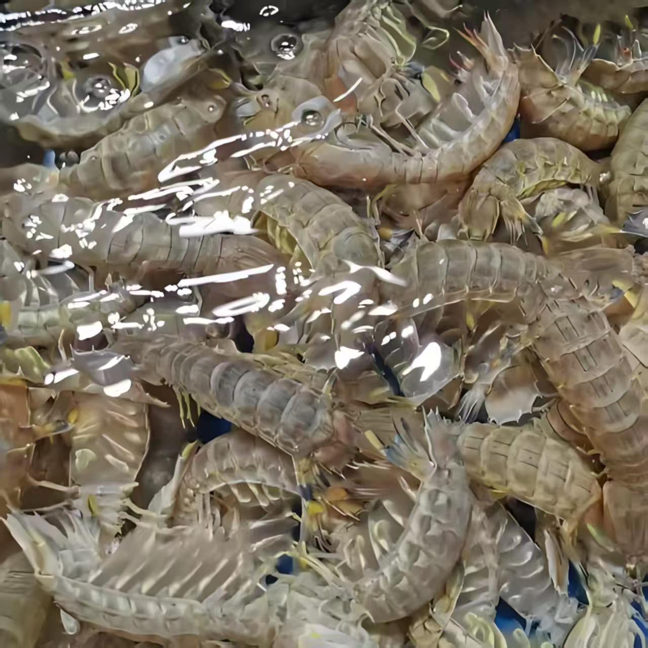 【保鲜不保活】鲜活皮皮虾 虾爬子 冷链发货 小号 一斤30条左右