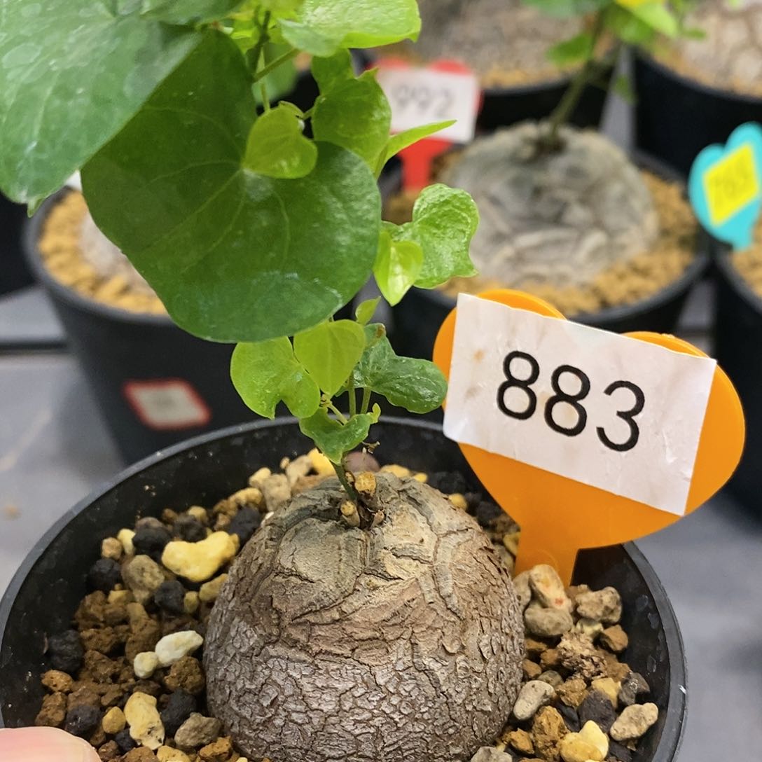 南非龟甲龙龟甲龙