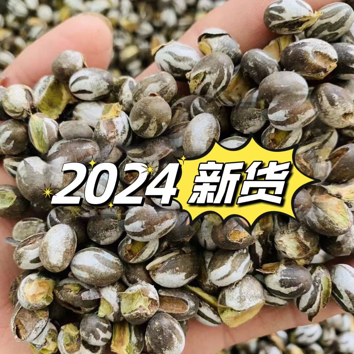 【东北杨拉罐】东北杨拉罐洋辣子刺蛾坦克虫洋辣子罐50g250g顺丰