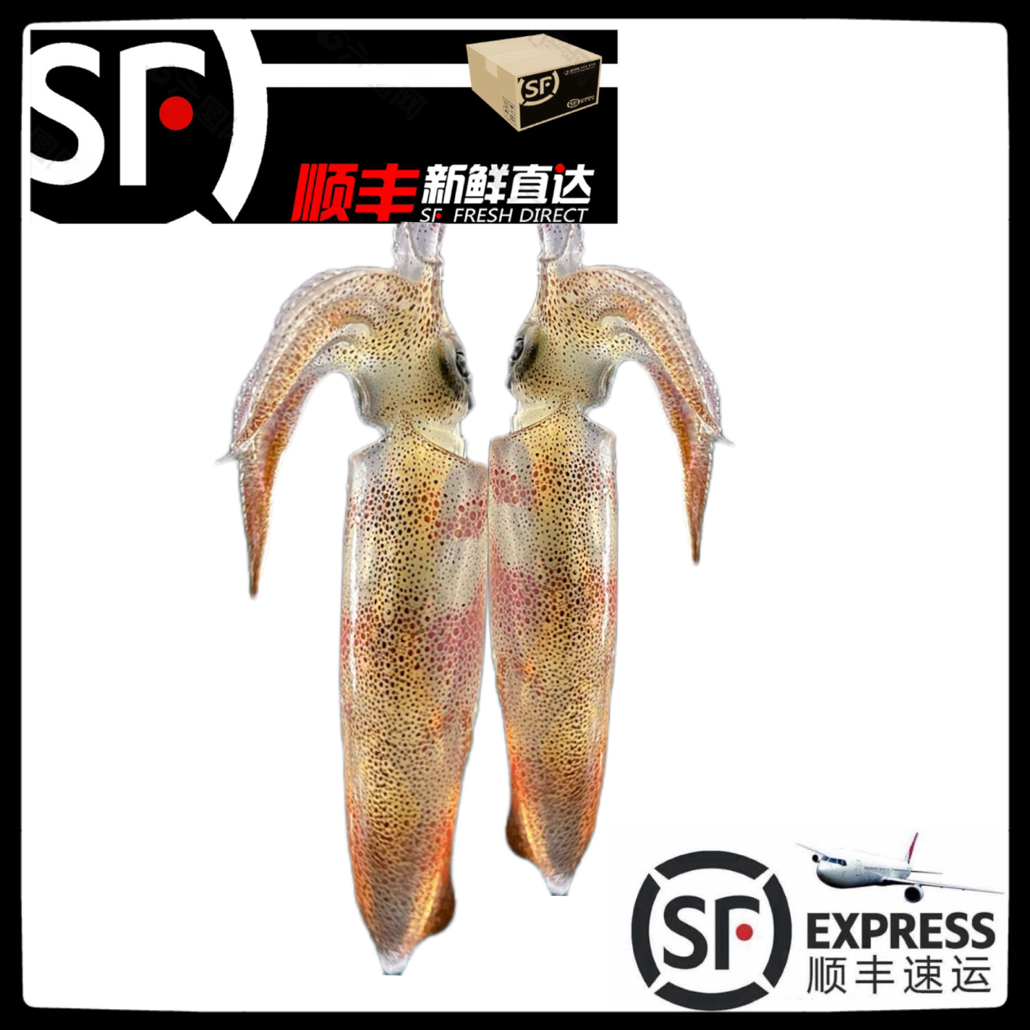 【灯光鱿鱼】惠来神泉港野生灯照鱿鱼5盒真空速冻优选现捕冷链发货