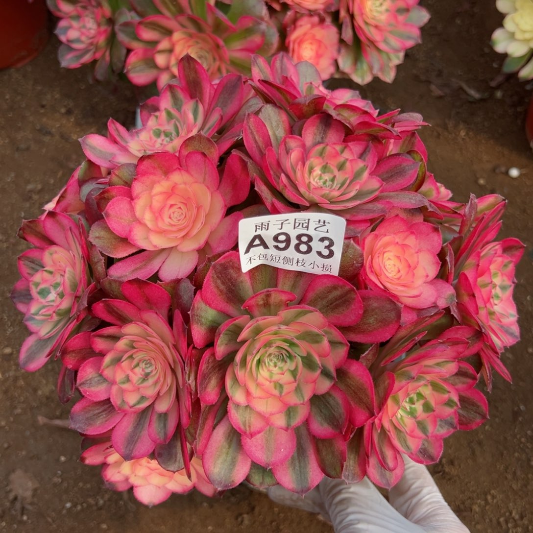 983荔枝尺寸25左右