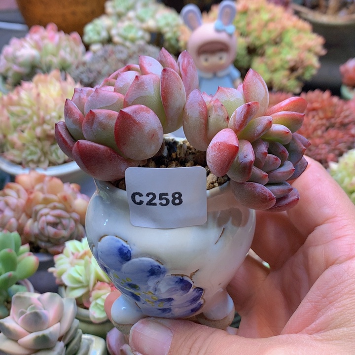 一物一拍含盆土满38包邮C258