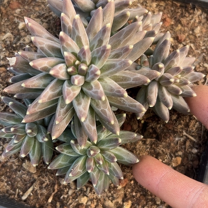 乌拉克拉杂交自然群