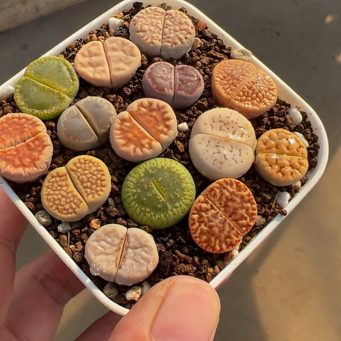 85、多肉植物盆栽栽培