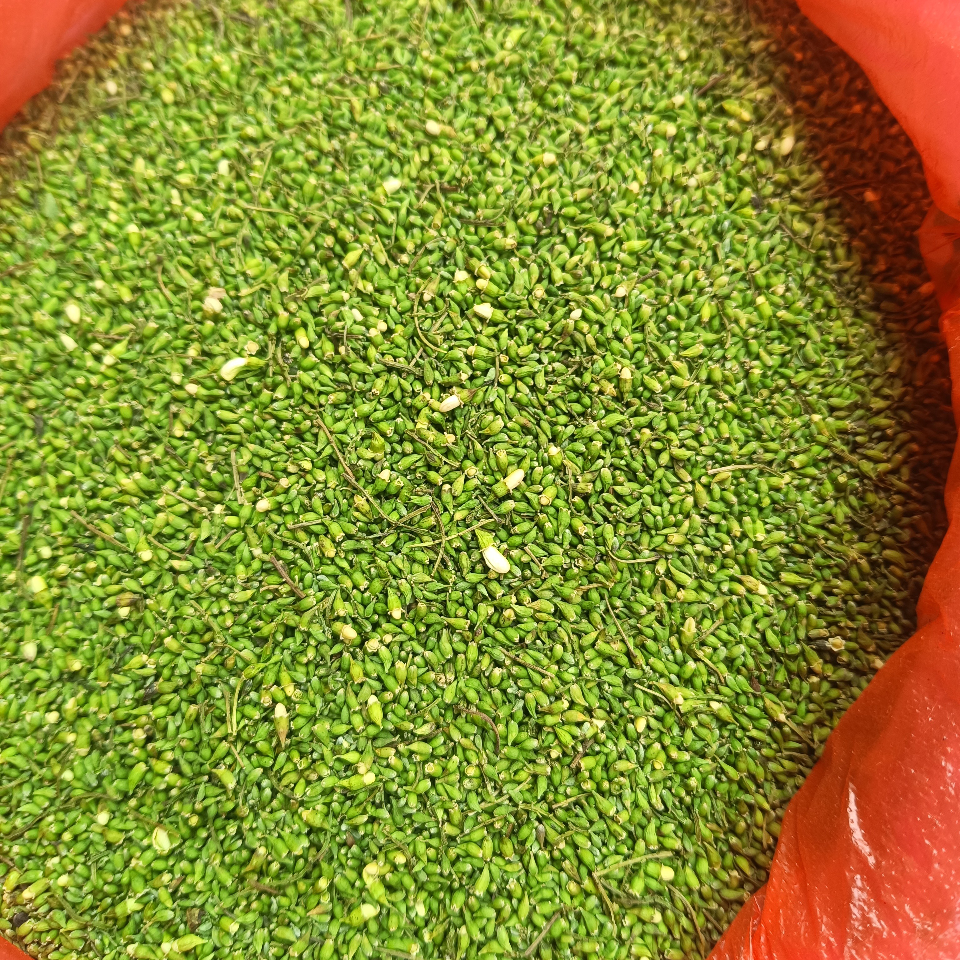 伏牛山百年老树槐米(老母亲手工挑拣)