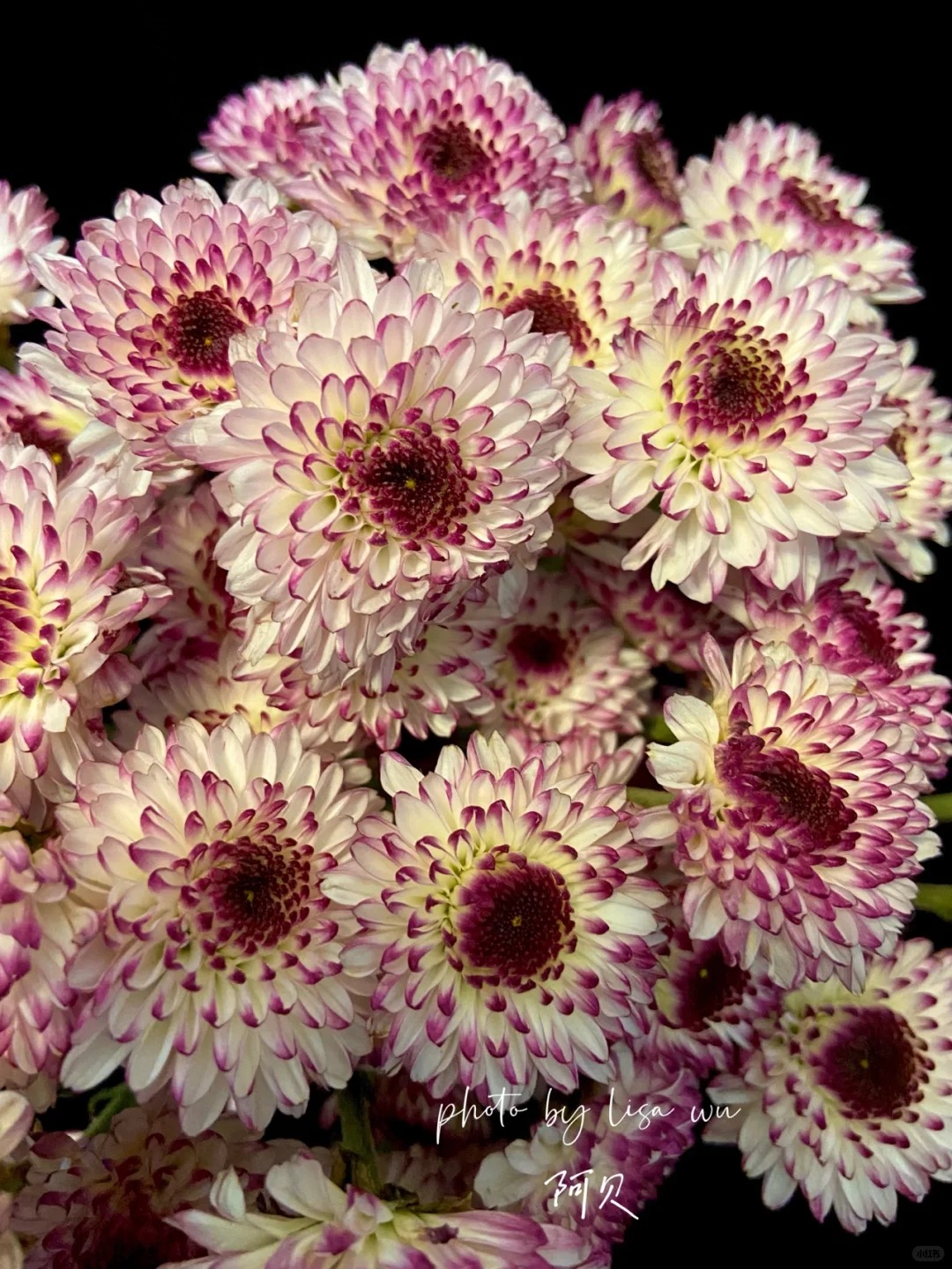 【阿贝】小雏菊 （包邮）不做隔夜花 东北鲜切花种植基地 现采现发