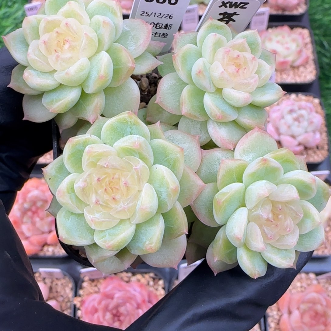 086  苍梧  5厘米盆