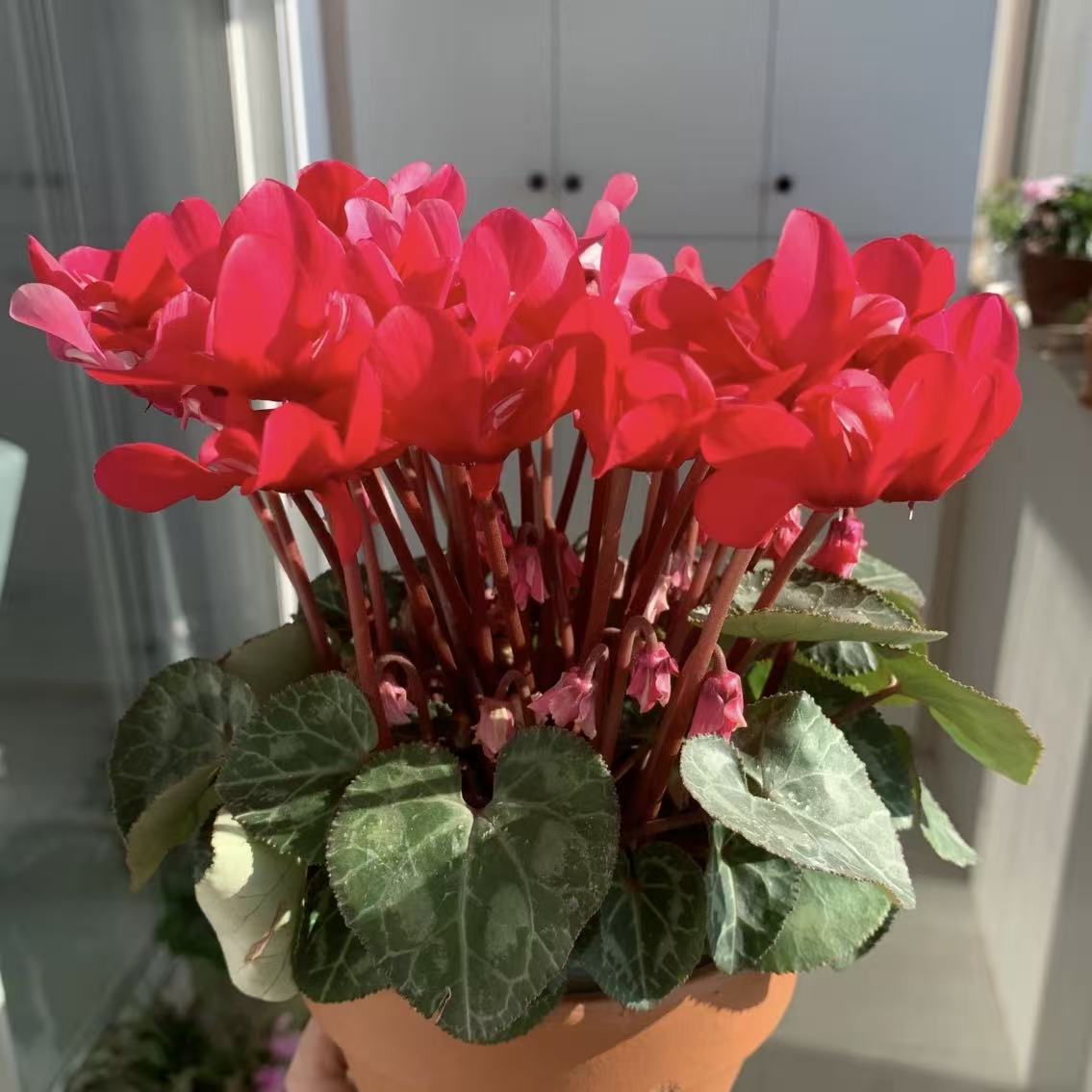 鸿运当头仙客来盆栽丛生庭院植物清香新手易养护爆花强喜水