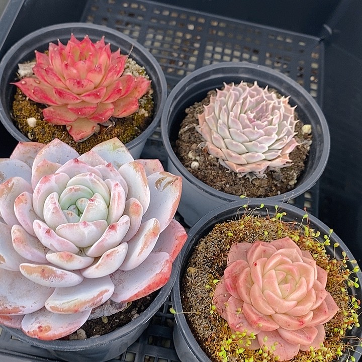 127 多肉植物盆栽花卉植物