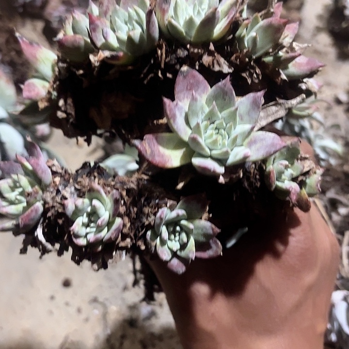 仙女杯多肉植物提取