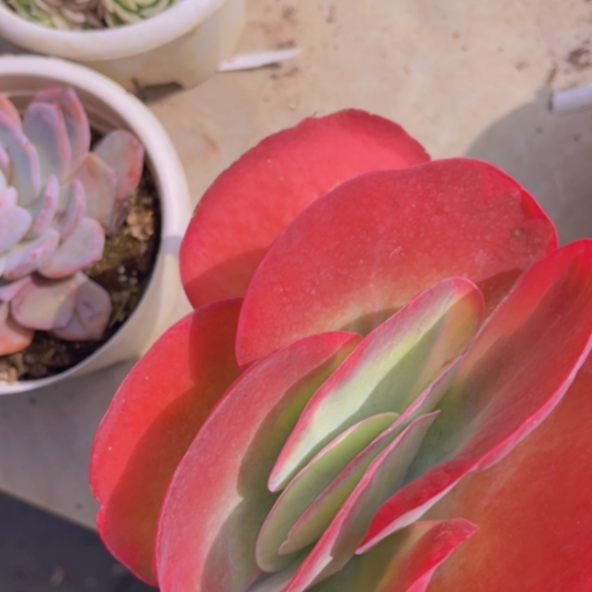 【闪购商品】唐印锦10122