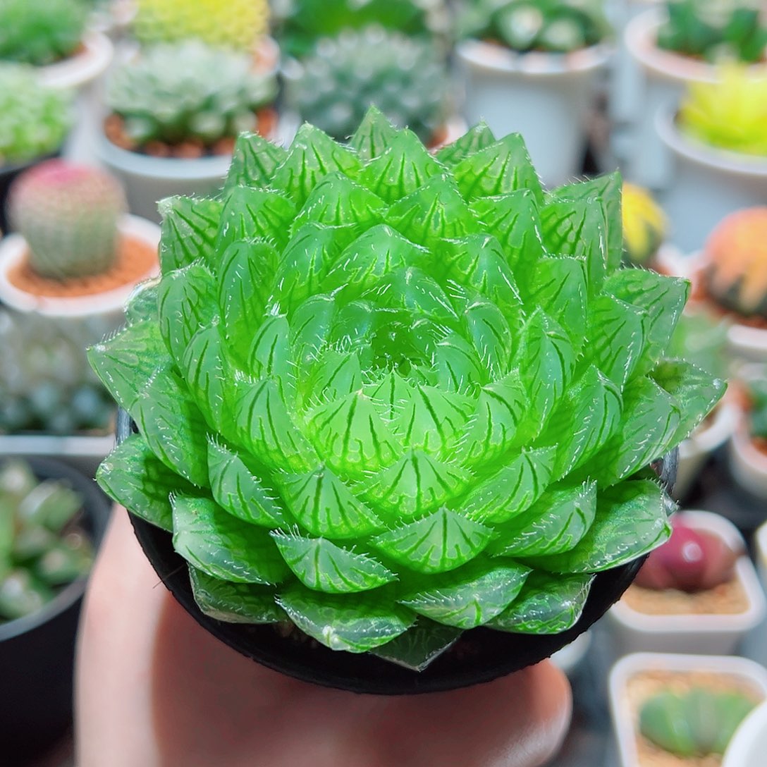 万象盆樱水晶多肉