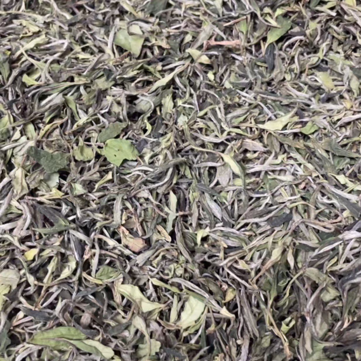 临时链接看直播 2025年野生土菜茶散茶