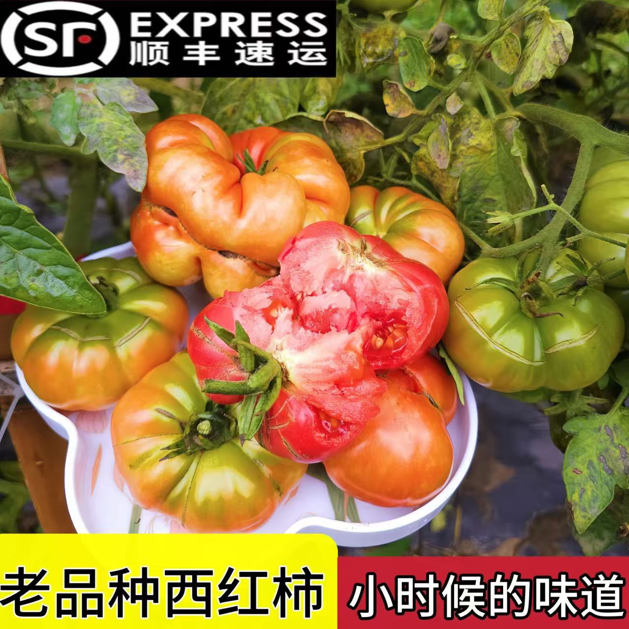 [老品种西红柿]贵州高山农家生态老品种丑番茄马蹄西红柿健康营养