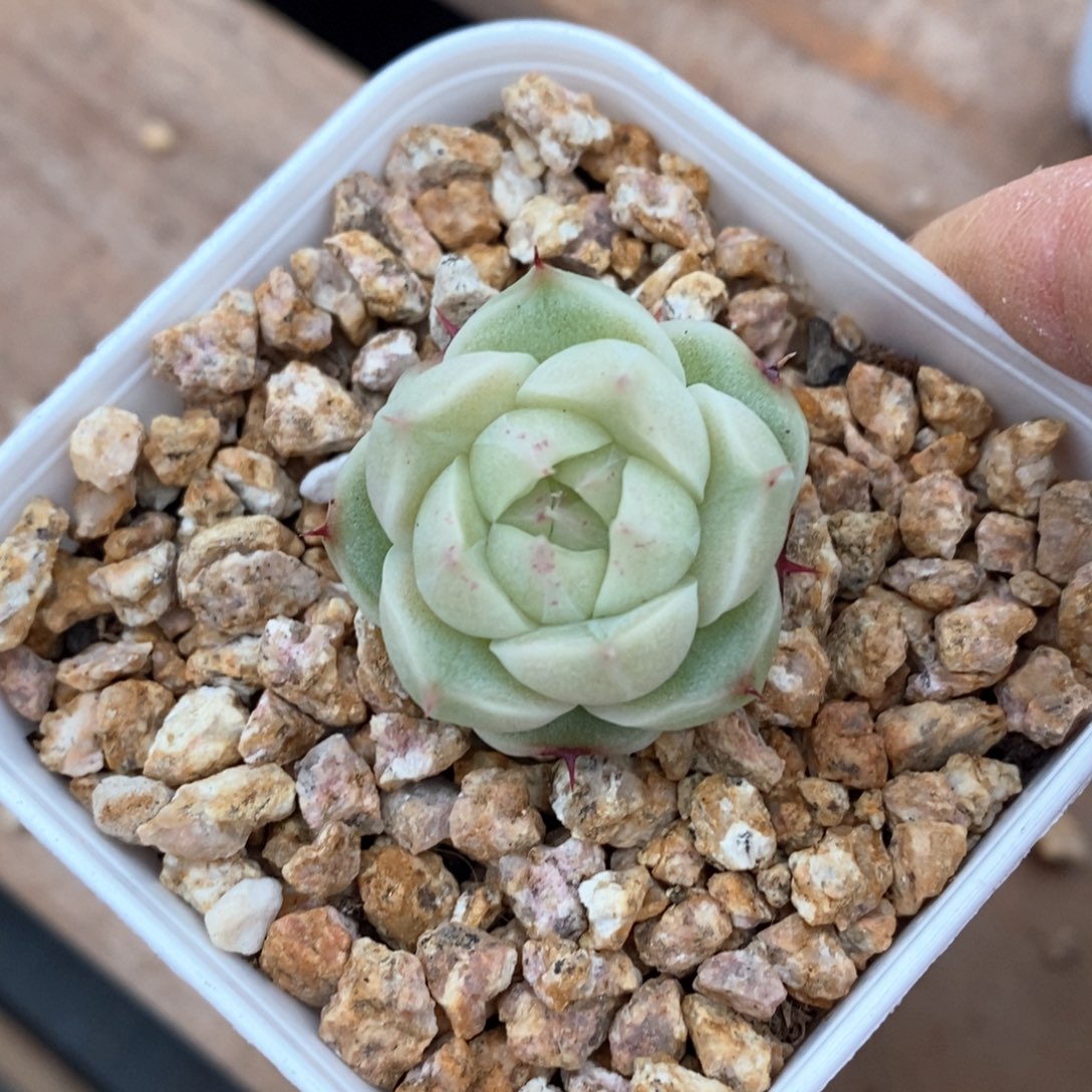 精品多肉一物一拍不包整582