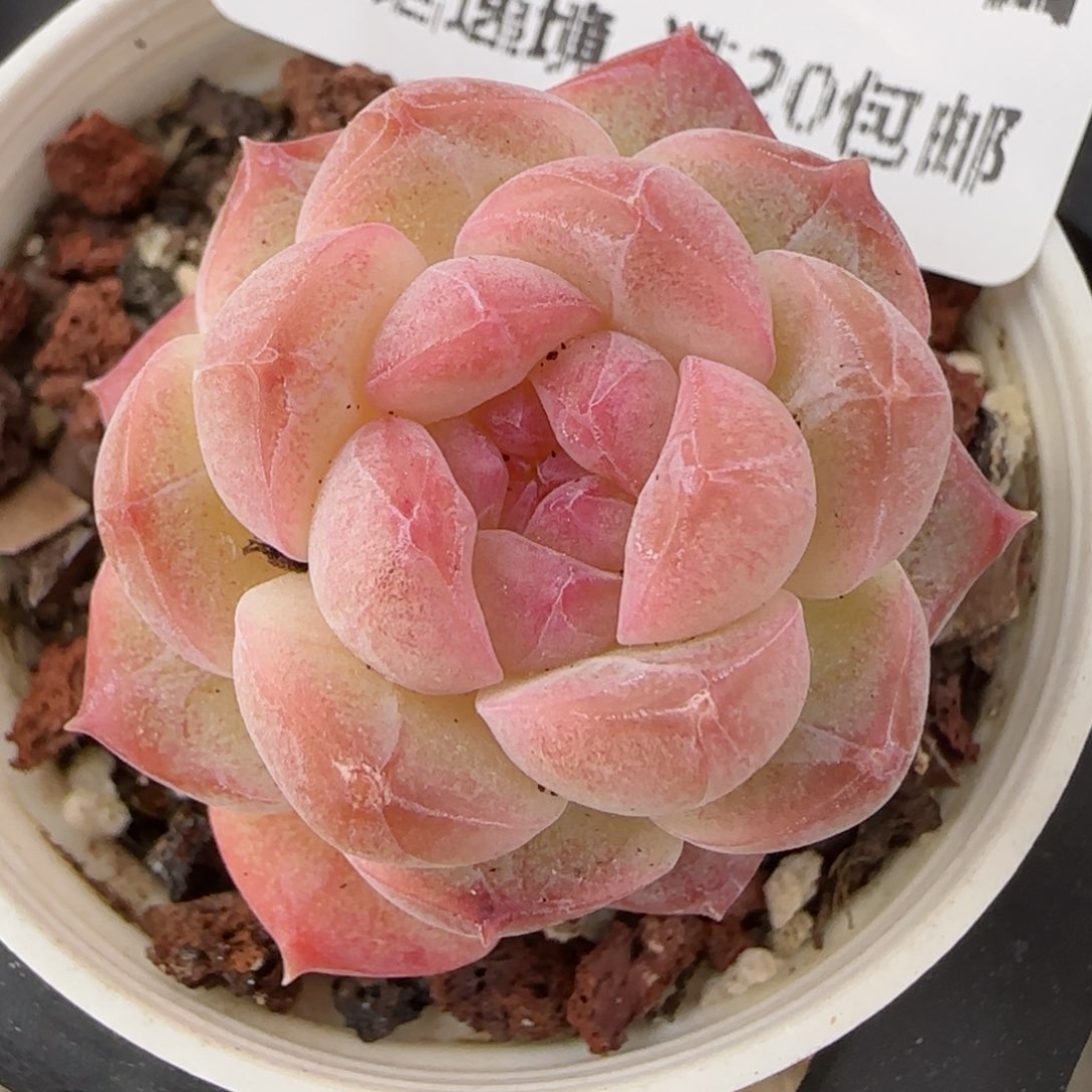 花语逸镜0205-526