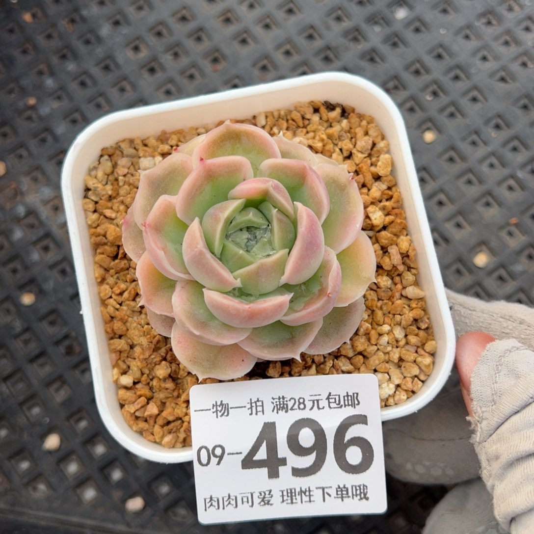 水晶虾饺多肉多肉