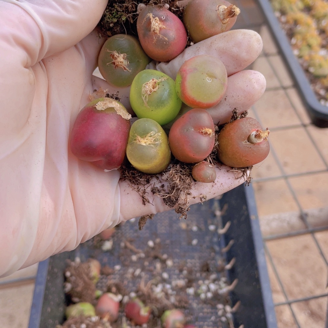 10颗毛毛8888888888