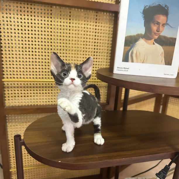 【ZF.Q德文卷毛猫】三花妹妹，甜美，1针疫苗生日6.20
