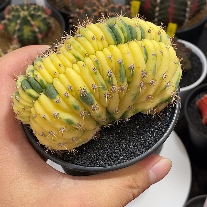 多闻柱缀化锦—带盆土发货7