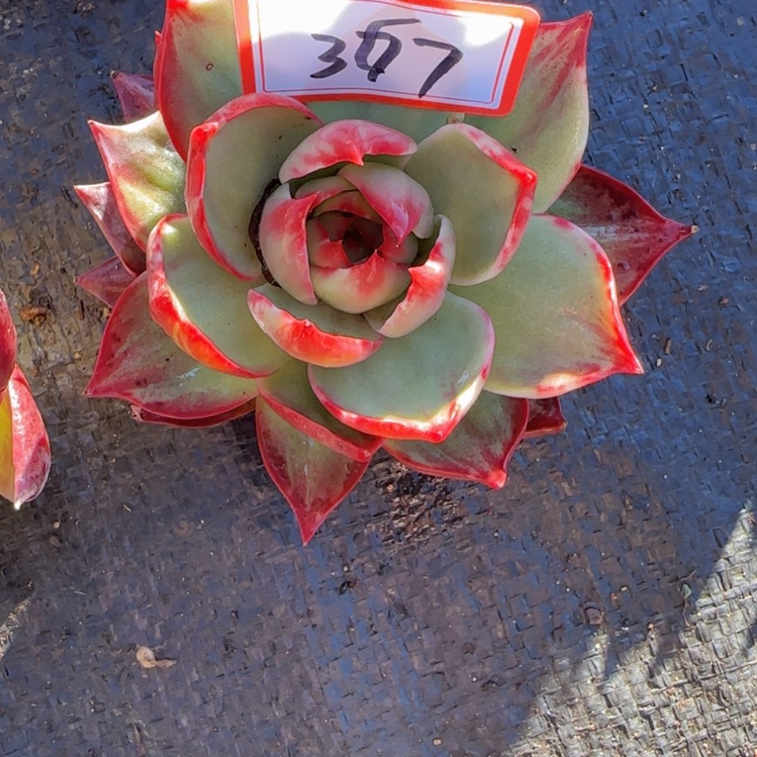 367              