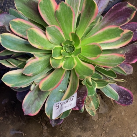 金丝却多肉植物5565