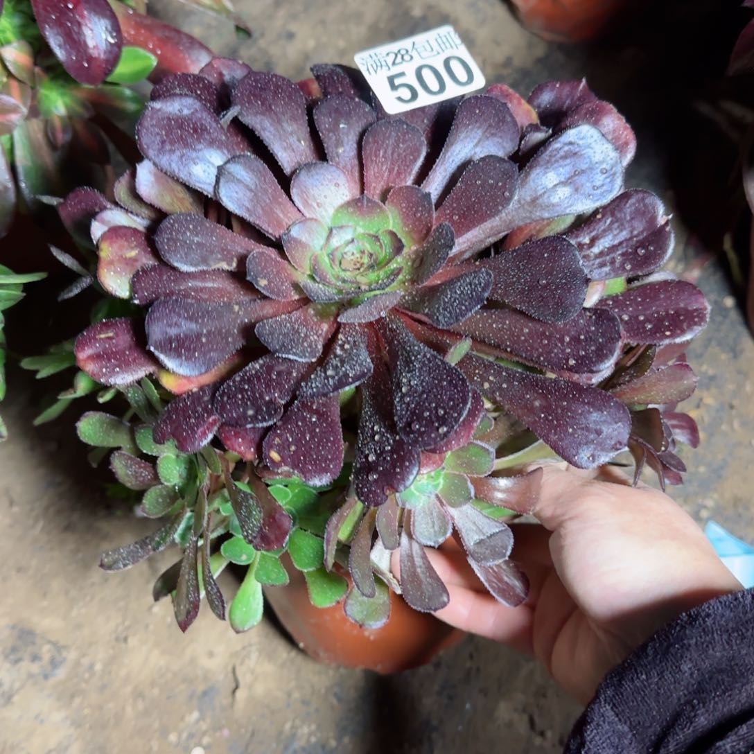 黑萝莉多肉500满28包邮断枝不包