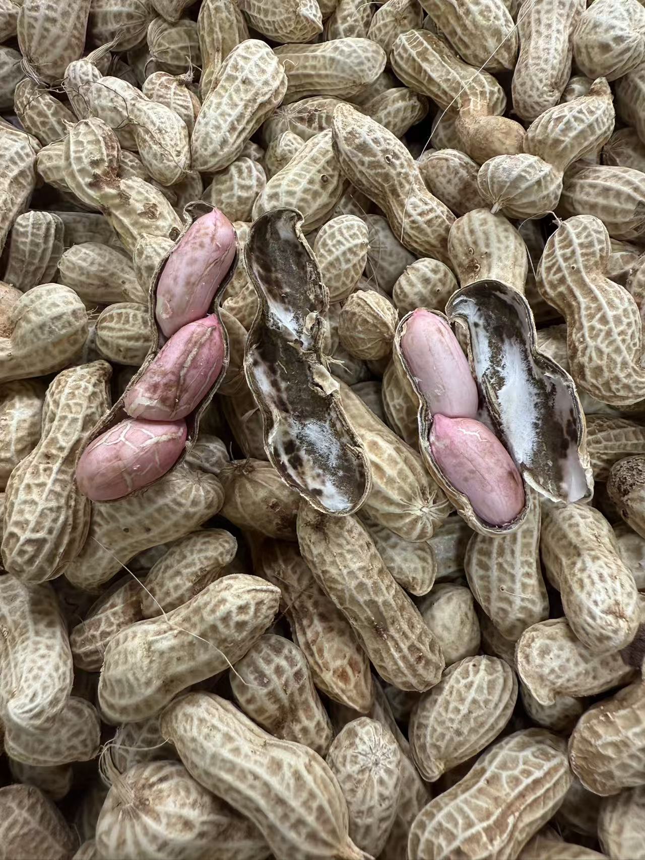 农家自种粉皮花生营养健康