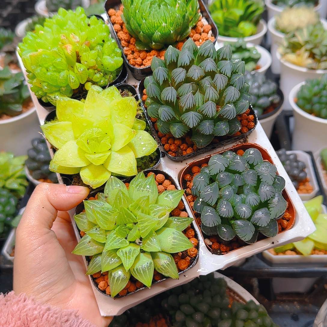 玉露六件套多肉，原盆