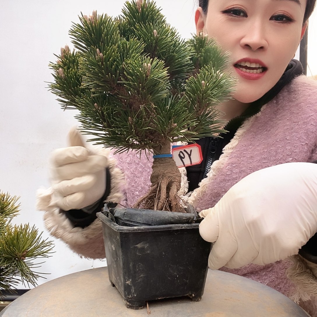 无花朵植物形态多年生草本