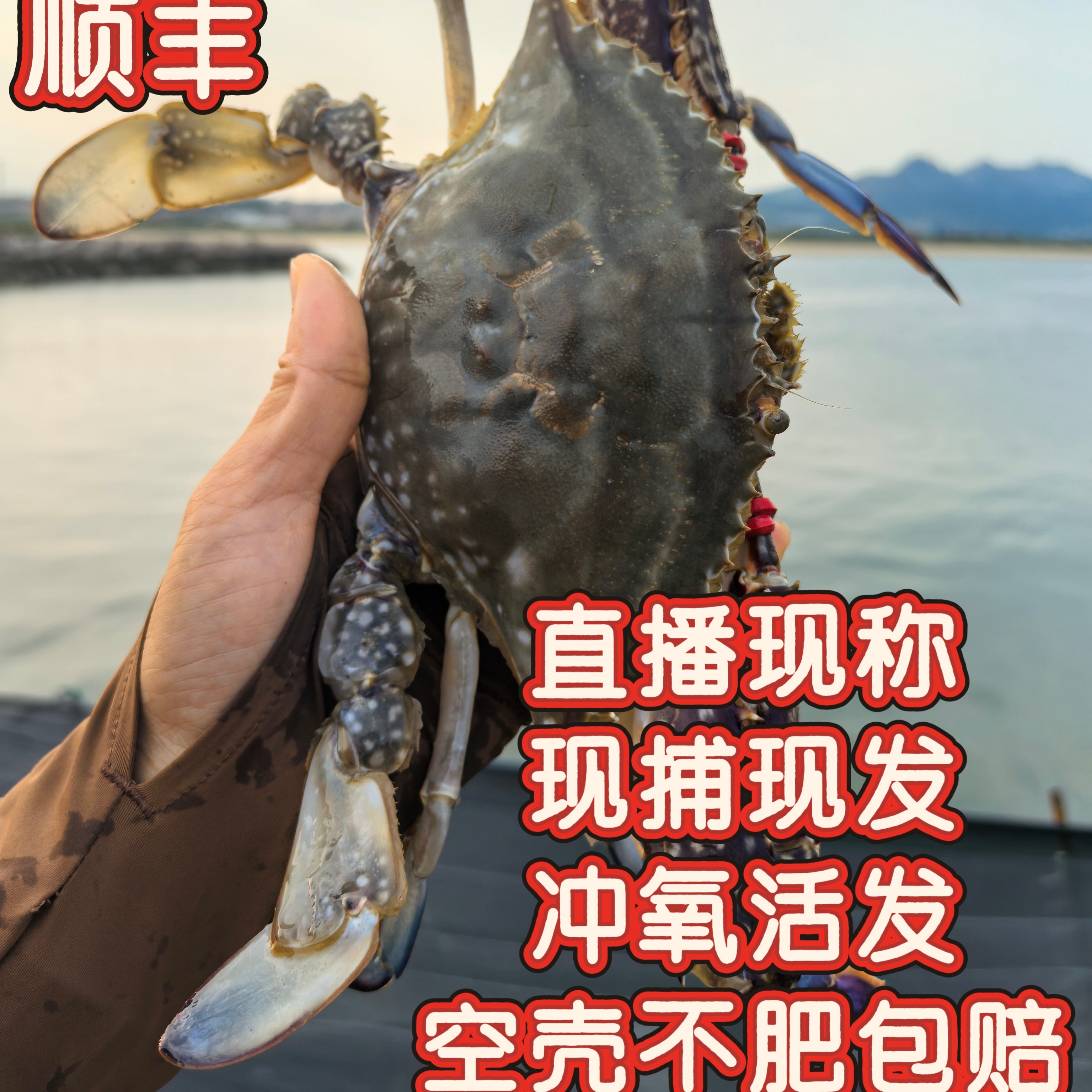 （2直播现称）烟台梭子蟹母蟹公蟹充氧活发【保鲜不保活】只数斤两数