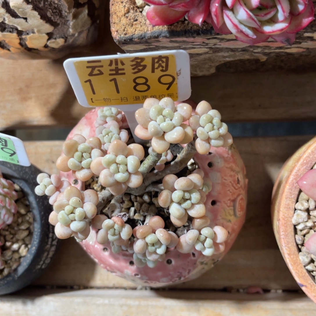 夏***天云尘多肉一物一拍不含盆1189