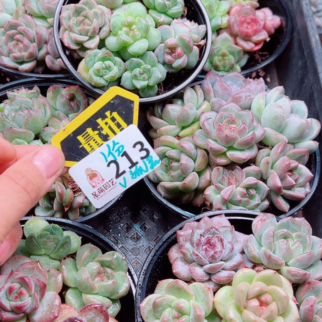 多肉植物多肉植物