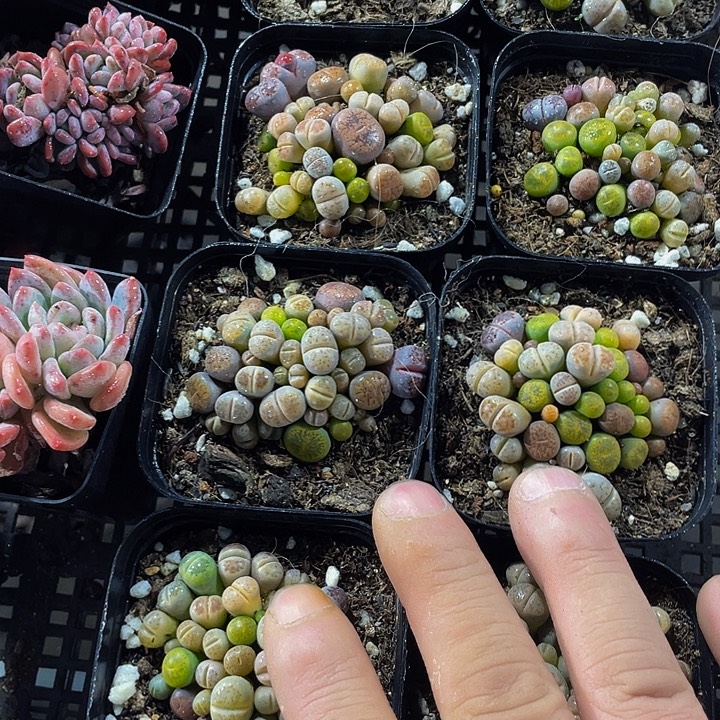 6.5方彩拼生石花带盆