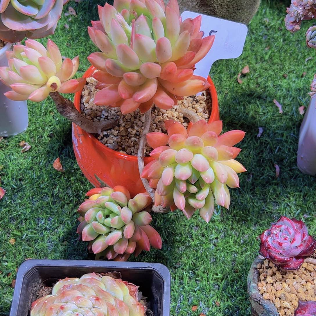 L****25冰心公主。。。。。。