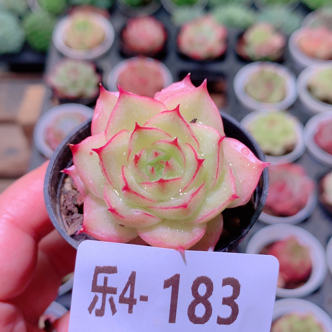 乐然4-183 麦秆 不包整