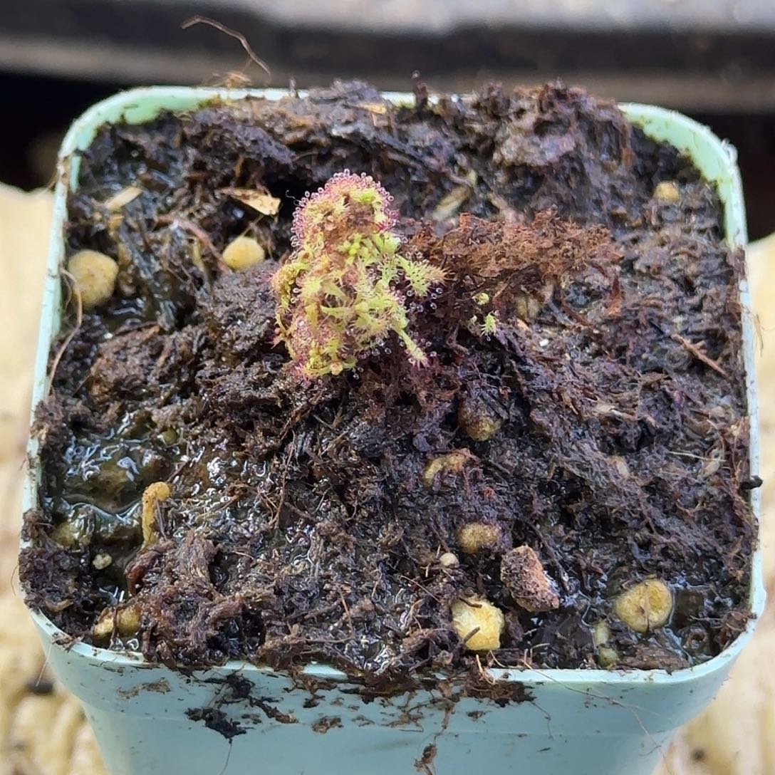 无花朵雄伟壮丽鼻噶