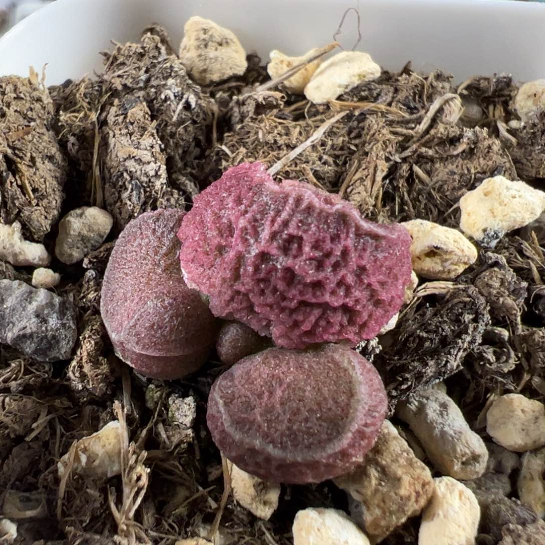 网纹款实生新品多肉植物水泡