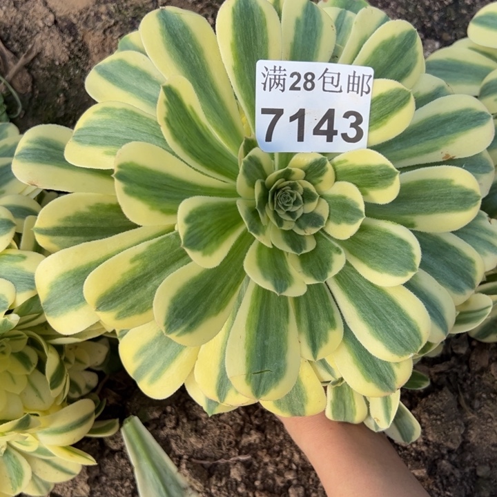7143南雪莲多肉植物