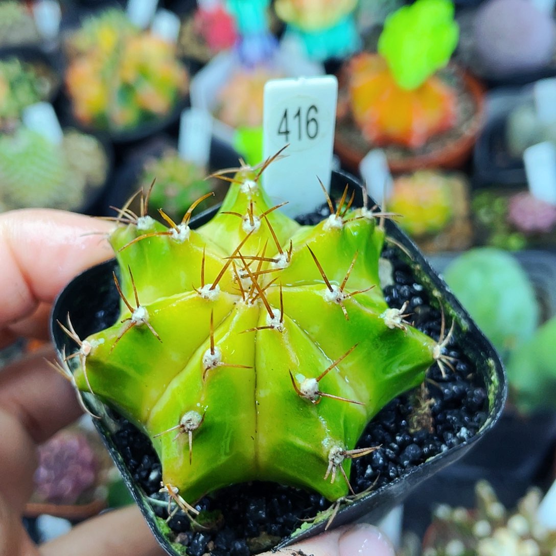 非偏远地区满25包邮仙人球