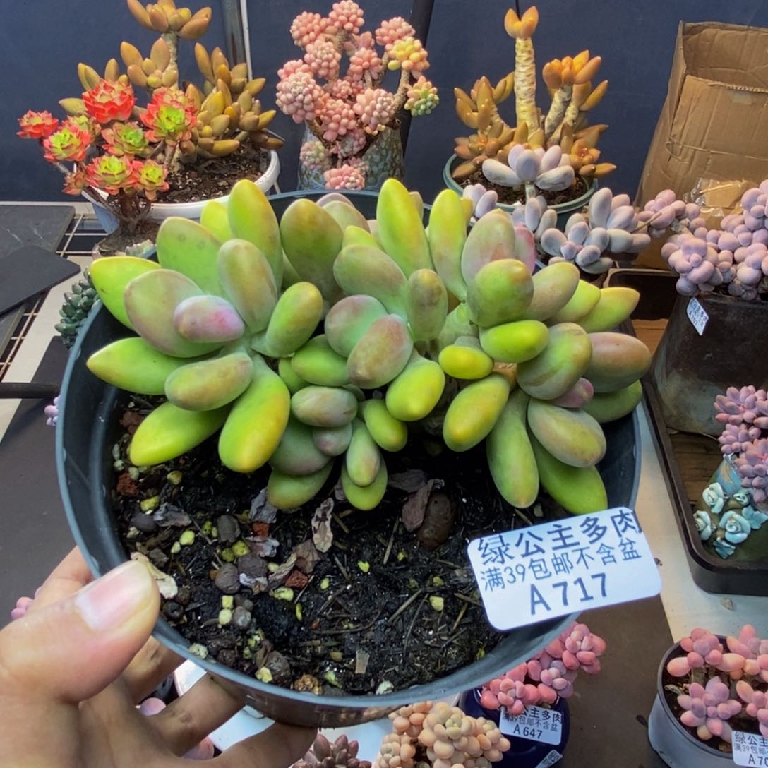 717芒果奶多肉11c m