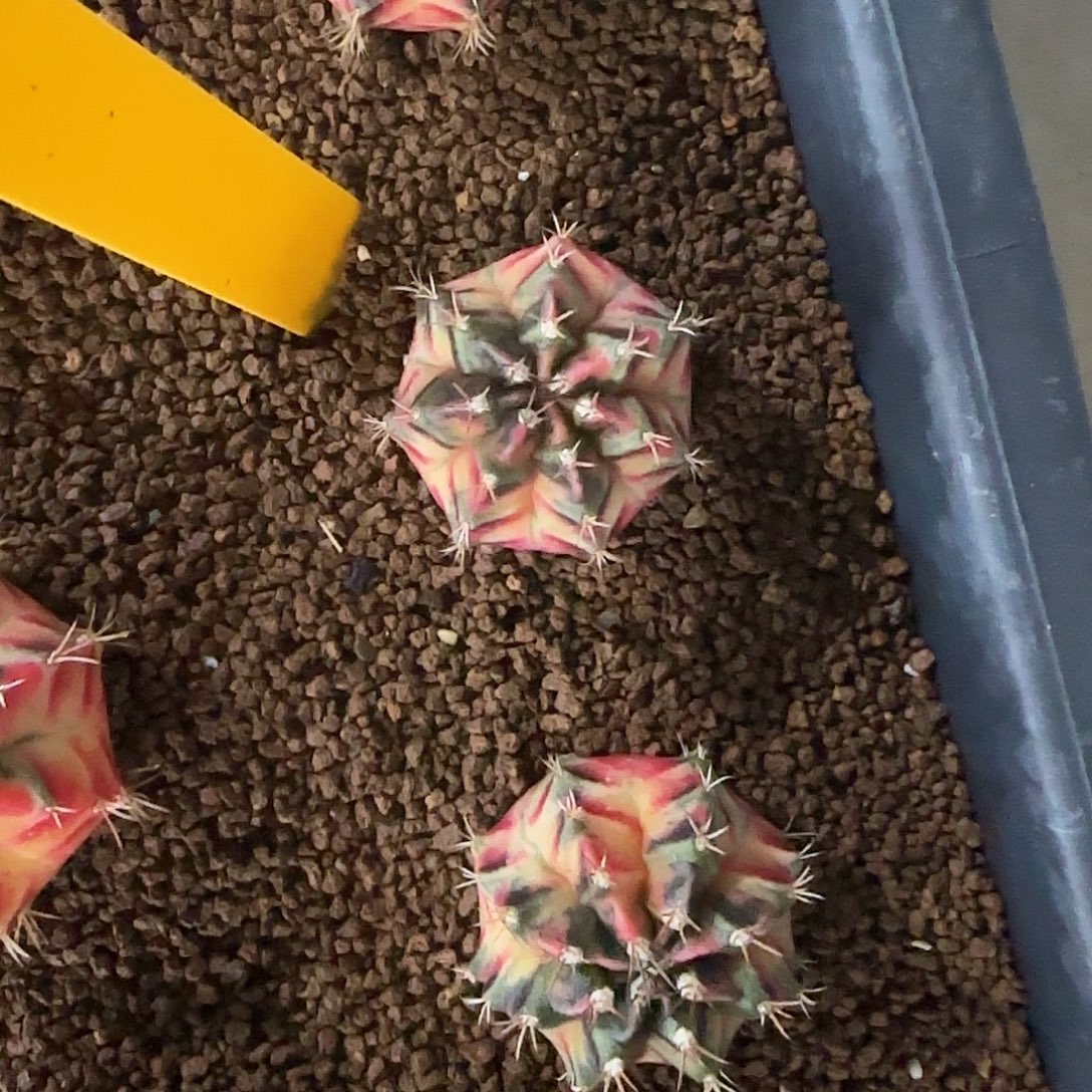 L519-1221泰国发货 加法